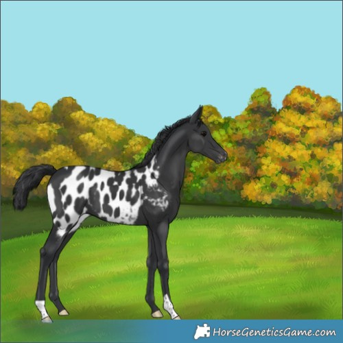 Horse Color:Black Appaloosa 