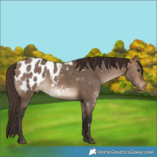 Horse Color:Bay Dun Appaloosa 