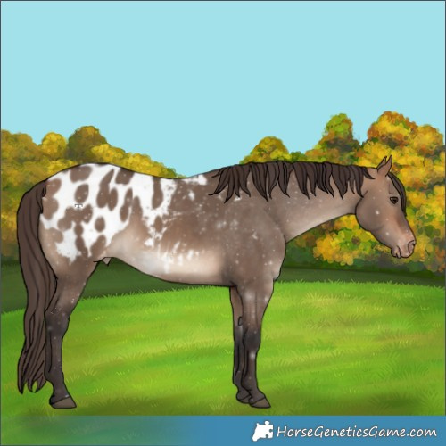 Horse Color:Bay Dun Appaloosa
