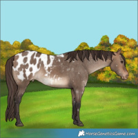 Horse Color:Bay Dun Appaloosa 