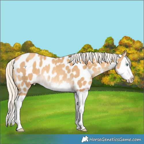 Horse Color:Gold Cream Champagne Splash Near Leopard Rabicano