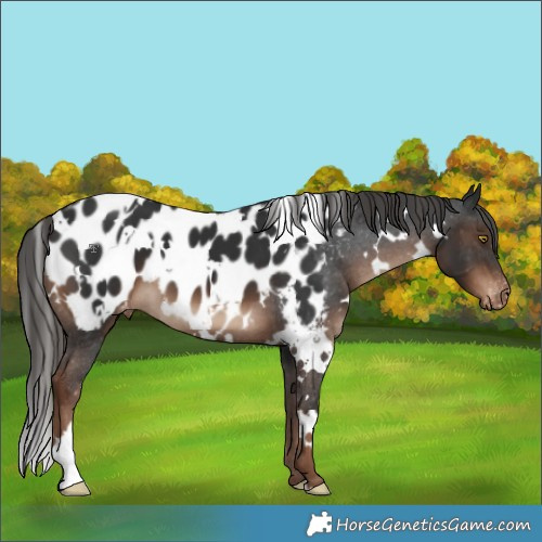 Horse Color:White Spotted Liver Chestnut Appaloosa 