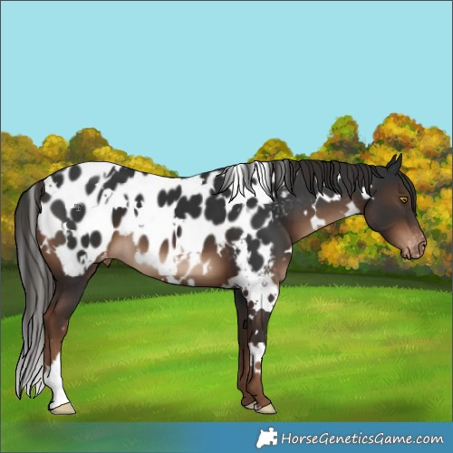 Horse Color:White Spotted Liver Chestnut Appaloosa 