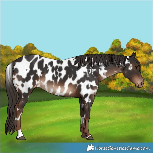 Horse Color:White Spotted Liver Chestnut Appaloosa 