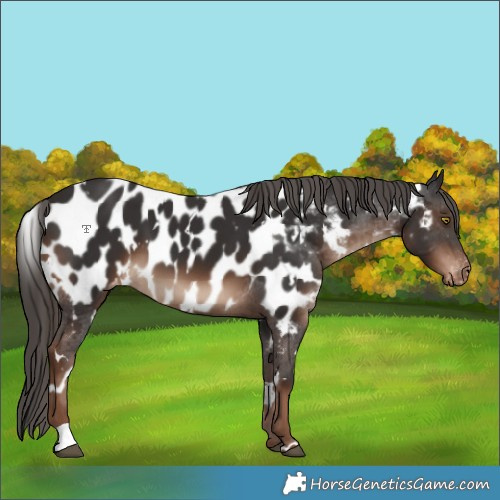 Horse Color:White Spotted Liver Chestnut Near Leopard 