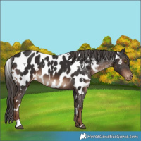 Horse Color:White Spotted Liver Chestnut Appaloosa 
