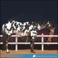 Horse Color:White Spotted Liver Chestnut Near Leopard 