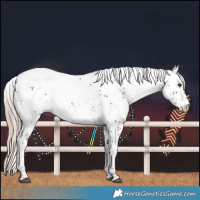 Horse Color:White Spotted Chestnut Near Leopard