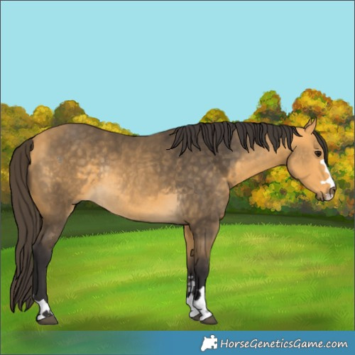 Horse Color:Buckskin Rabicano 