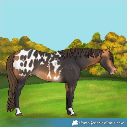 Horse Color:Buckskin Appaloosa 