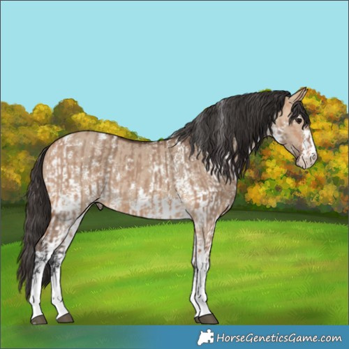Horse Color:Bay Dun Sabino  and Bay Dun Sabino 