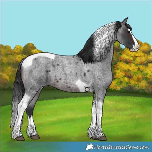 Horse Color:Unknown 