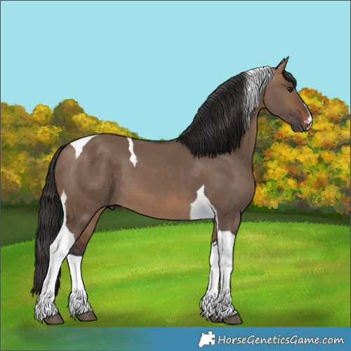 Horse Color:Unknown 