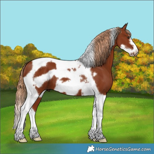Horse Color:Unknown 