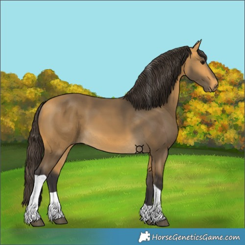 Horse Color:Unknown 