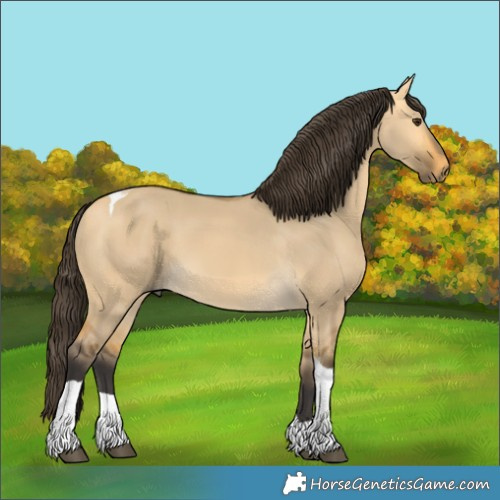 Horse Color:Unknown 