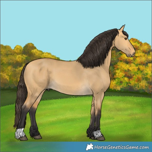 Horse Color:Unknown 