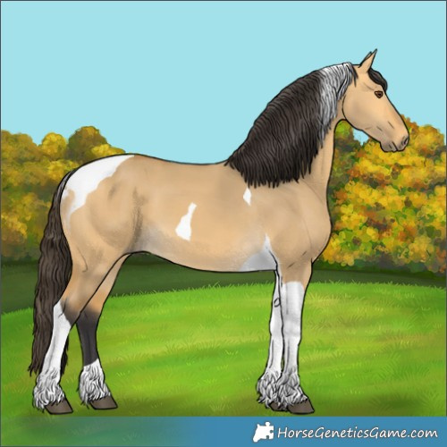 Horse Color:Unknown 