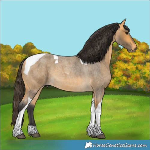 Horse Color:Unknown 
