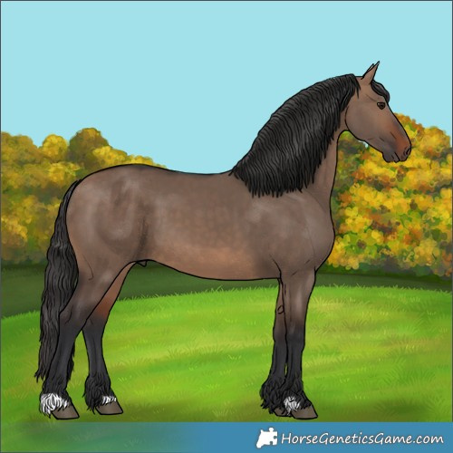 Horse Color:Unknown 
