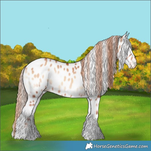 Horse Color:Gold Champagne Onyx Appaloosa 
