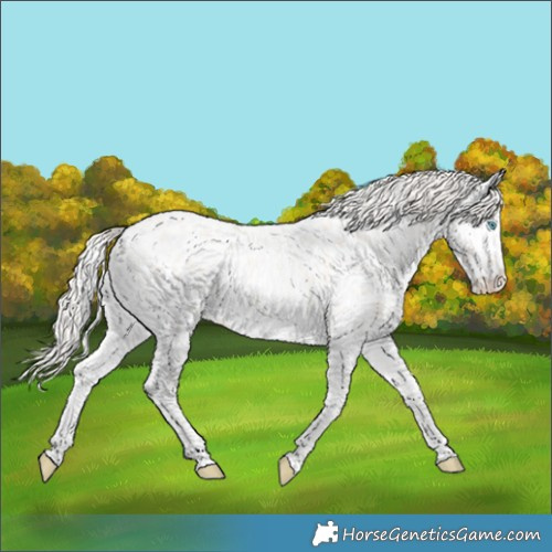 Horse Color:Cremello Roan Onyx Appaloosa 