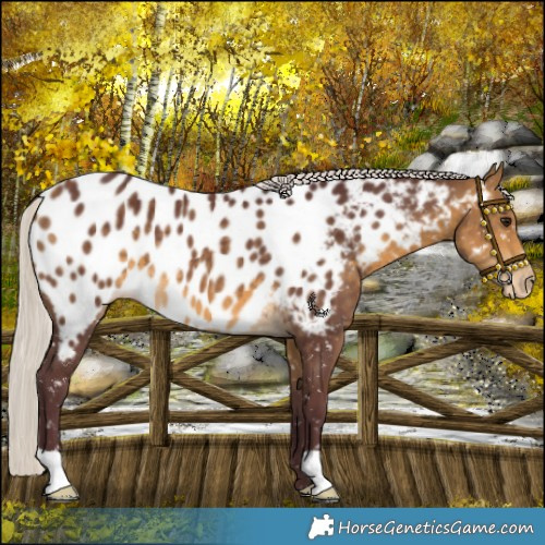 Horse Color:Chocolate Silver Buckskin Near Leopard