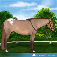 Horse Color:Chocolate Bay Dun Varnish 