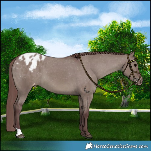 Horse Color:Chocolate Grullo Blanket 