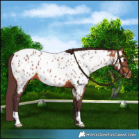 Horse Color:Chocolate Bay Near Leopard 