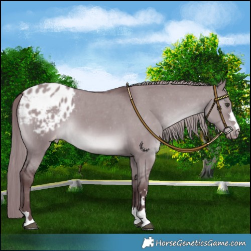 Horse Color:Chocolate Grullo Chinchilla Blanket 