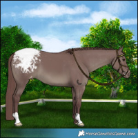 Horse Color:Chocolate Grullo Snowcap 