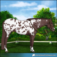 Horse Color:Chocolate Black Blanket