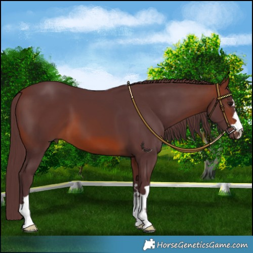 Horse Color:Chocolate Brown 