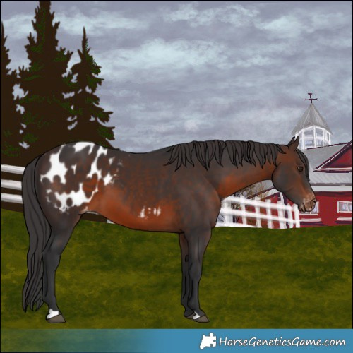 Horse Color:Brown Appaloosa 