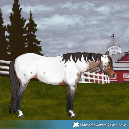 Horse Color:Brown Roan Appaloosa 