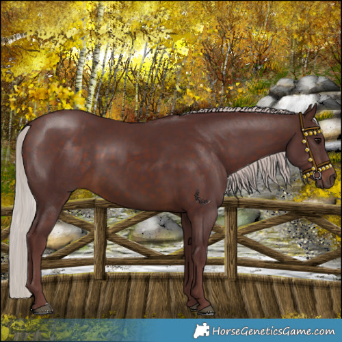 Horse Color:Chocolate Silver Brown