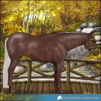 Horse Color:Chocolate Silver Brown