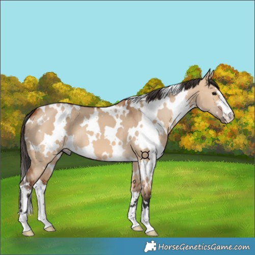 Horse Color:White Spotted Bay Dun 