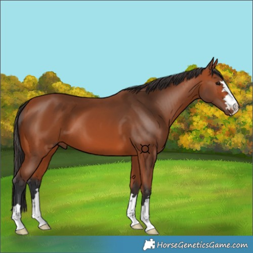 Horse Color:Bay 