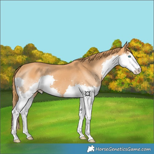 Horse Color:Chestnut Splash 