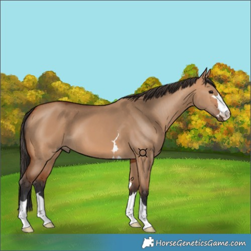 Horse Color:Bay Dun 