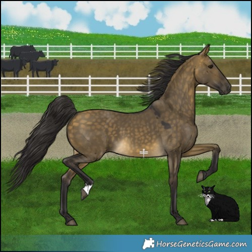 Horse Color:Buckskin Dun 