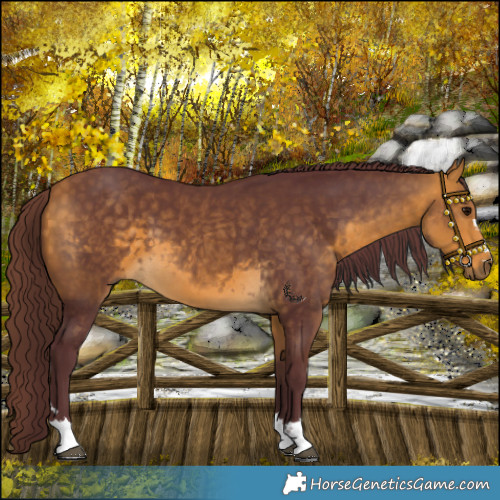 Horse Color:Chocolate Buckskin 