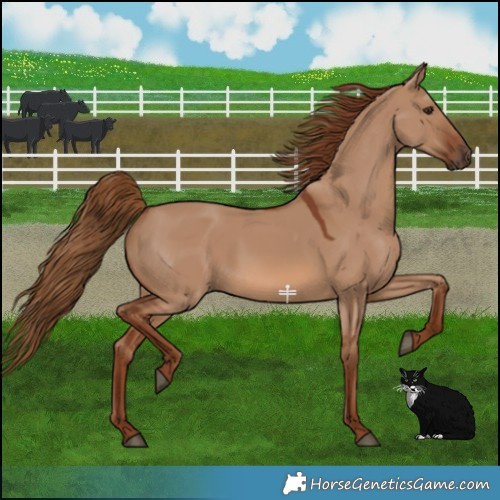 Horse Color:Red Dun