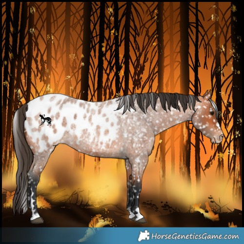 Horse Color:Bay Roan Blanket 
