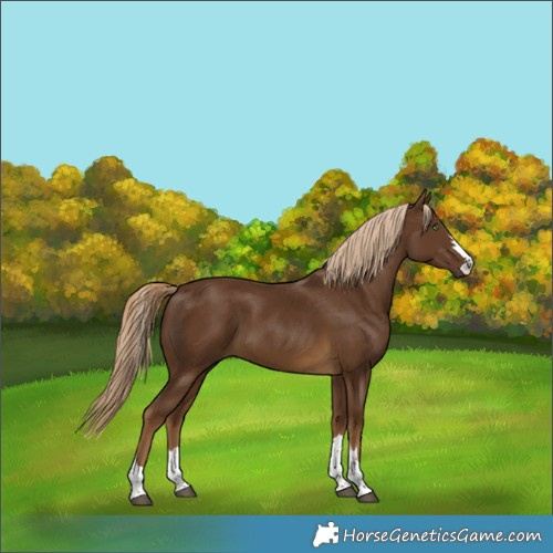 Horse Color:Chocolate Palomino 