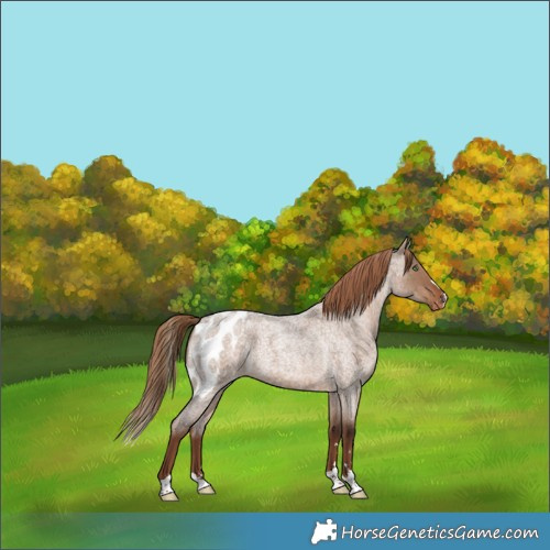 Horse Color:Liver Red Dun Roan Skewed Appaloosa