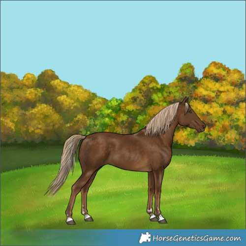 Horse Color:Chocolate Palomino 