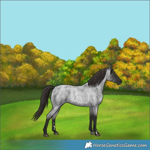 Horse Color:Liver Red Roan